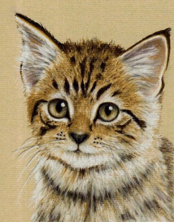 Котенок цветными карандашами