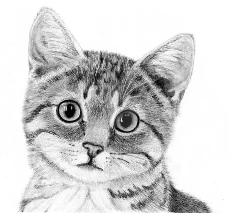 Кошка рисунок карандашом