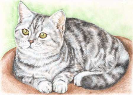 Рисунки котов