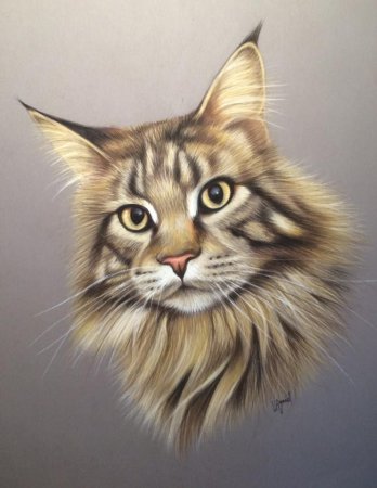 Кошка цветными карандашами