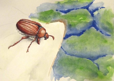 Майский Жук хрущ рисунок