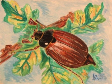 Майский хрущ рисунок