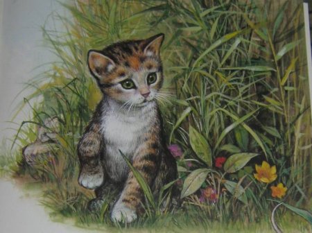 Толстой котенок