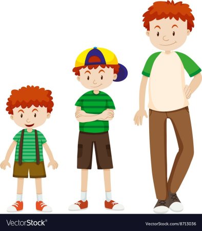 Пропорции тела ребенка