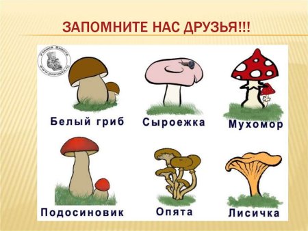 Рыжик, подберезовик, подосиновик, маслёнок, Лисичка, сморчок