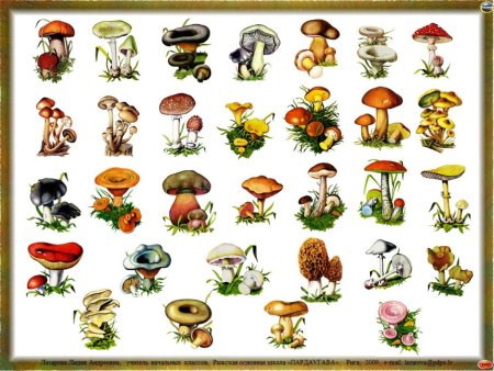 Карточки грибов с названиями съедобные и несъедобные