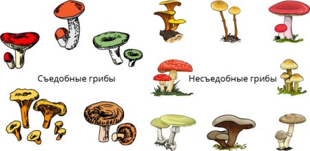 Атлас определитель съедобные и несъедобные грибы