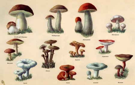 Съедобные и несъедобные грибы 1 класс окружающий мир