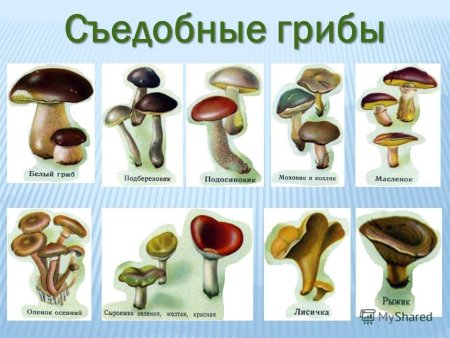 Игра съедобные и несъедобные грибы