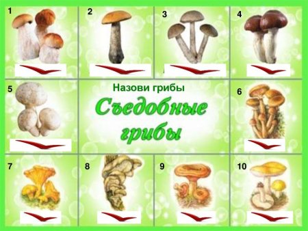 Съедобные и несъедобные грибы для детей