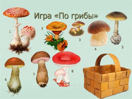 Грибы для дошкольников