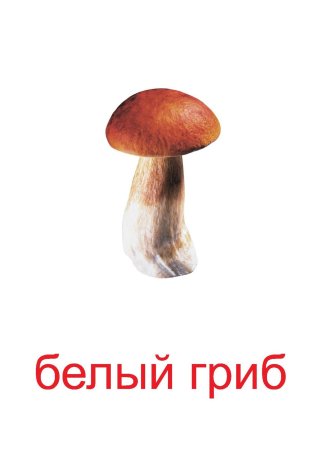 Рисунки грибов съедобных и несъедобных с названиями