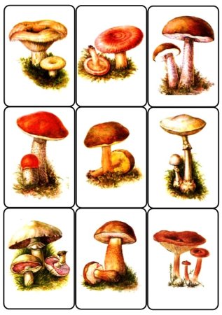 «Грибы для белки» (Комарова, с.36)