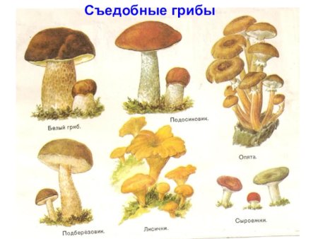 Съедобные грибы карточки для детей