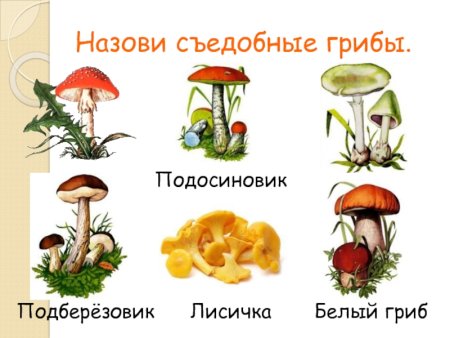 Грибы сьедлбные и несьедобныес названиями