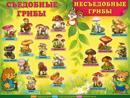 Лото съедобные и несъедобные грибы