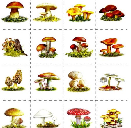 Рисунки съедобных грибов