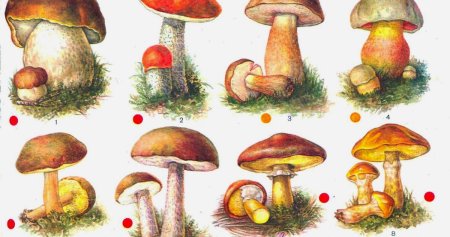 Раздаточный материал грибы