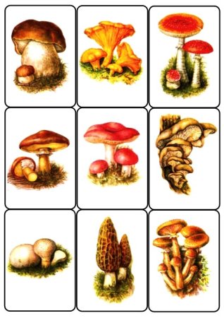 Карточки грибы съедобные и несъедобные