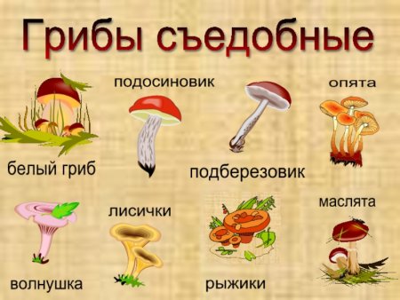 Бледная поганка гриб для дошкольников