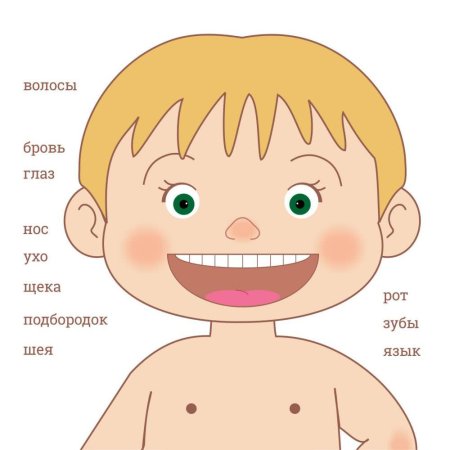 Части лица человека для детей