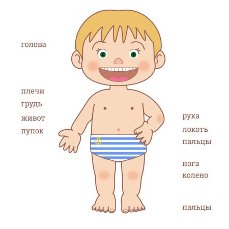 Части тела для дошкольников