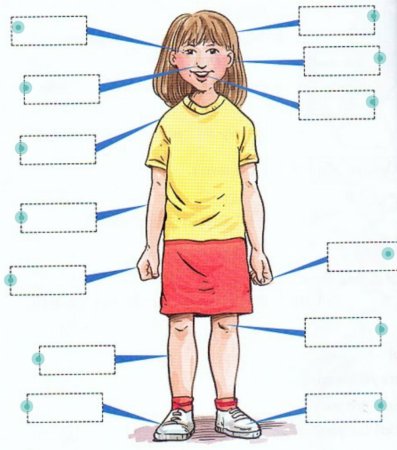 Подписать части тела