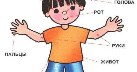 Части тела для детей