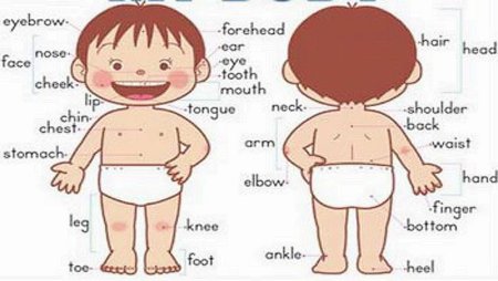 Части тела мультяшные