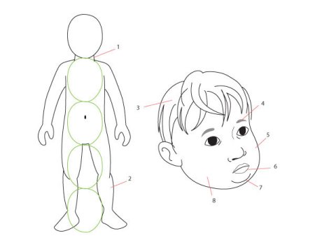 Тело человека спереди и сзади для детей