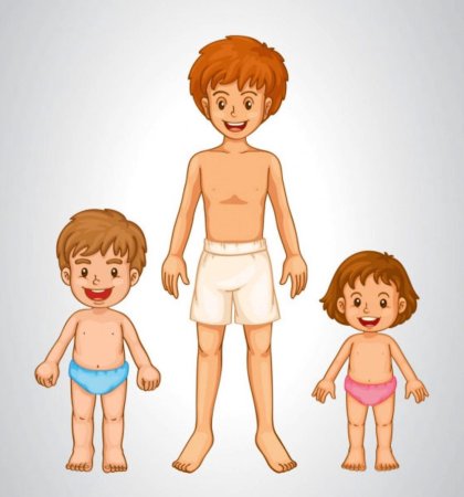 Пропорции тела ребенка