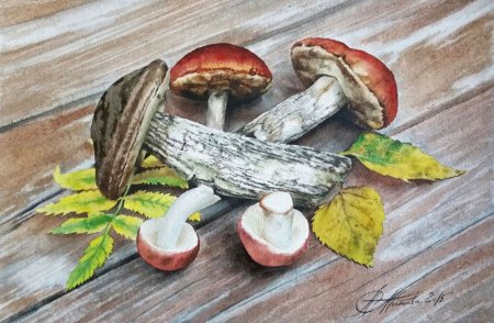 Осенние грибы раскраска для детей