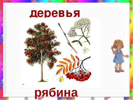 Рябина карточка для детей