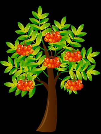 Рябина дерево рисунок