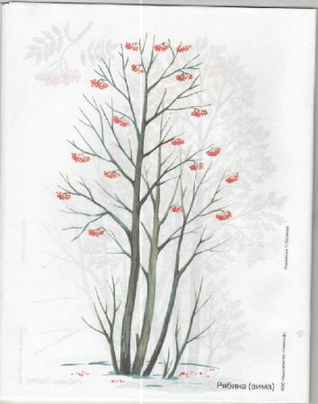 Рисование дерева рябины