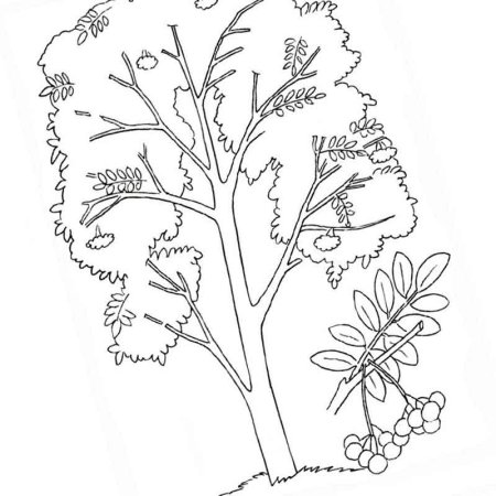 Рябина раскраска