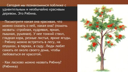 Рябина дерево для дошкольников
