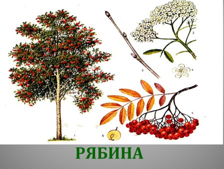 Дерево клен рябина для детей