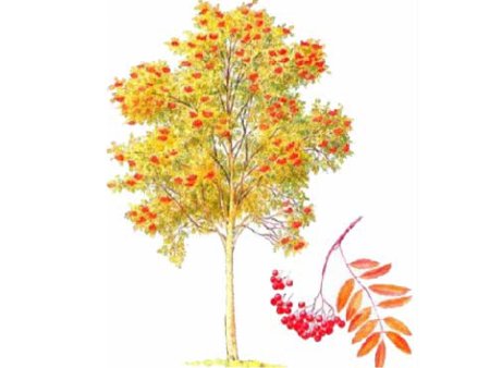 Рябина рисунок