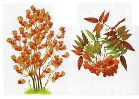 Ветка рябины» (рисование с натуры) (т.с.Комарова, стр.40)