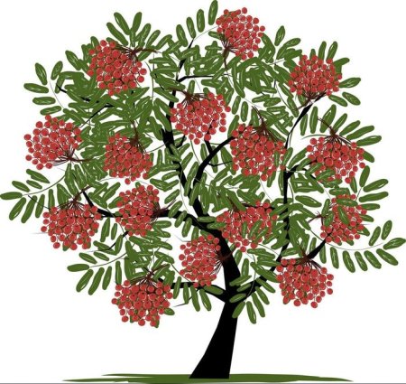 Рябина дерево