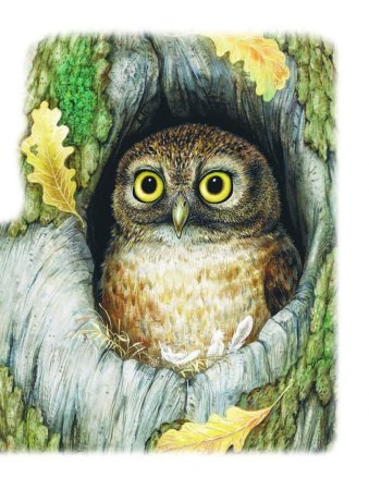 Виталий Бианки Сова