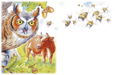 Сова Виталий Бианки старик