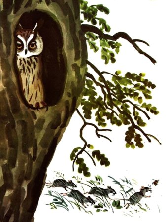 Сказка Виталия Бианки Сова