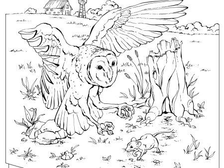 Рисование цветными карандашами Совы для начинающих