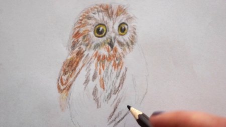 Бианки Сова раскраска