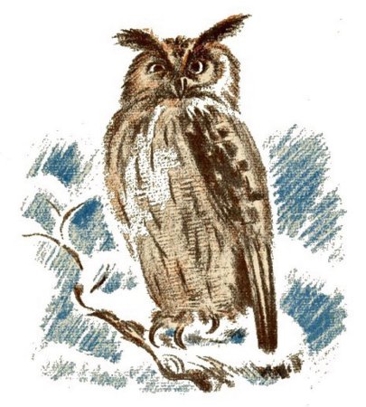 Сова Бианки раскраска для детей