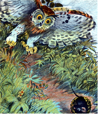 Сова в лесу раскраска