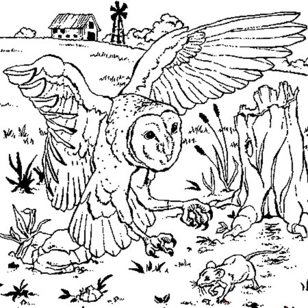 Сова раскраска