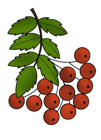 Ветка рябины рисунок